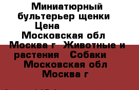 Миниатюрный бультерьер щенки › Цена ­ 35 000 - Московская обл., Москва г. Животные и растения » Собаки   . Московская обл.,Москва г.